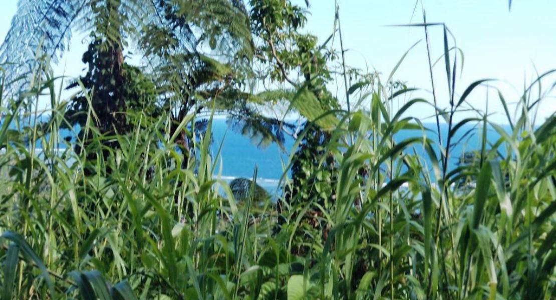 Property SAVUSAVU FIJI SouthPacificRealEstate